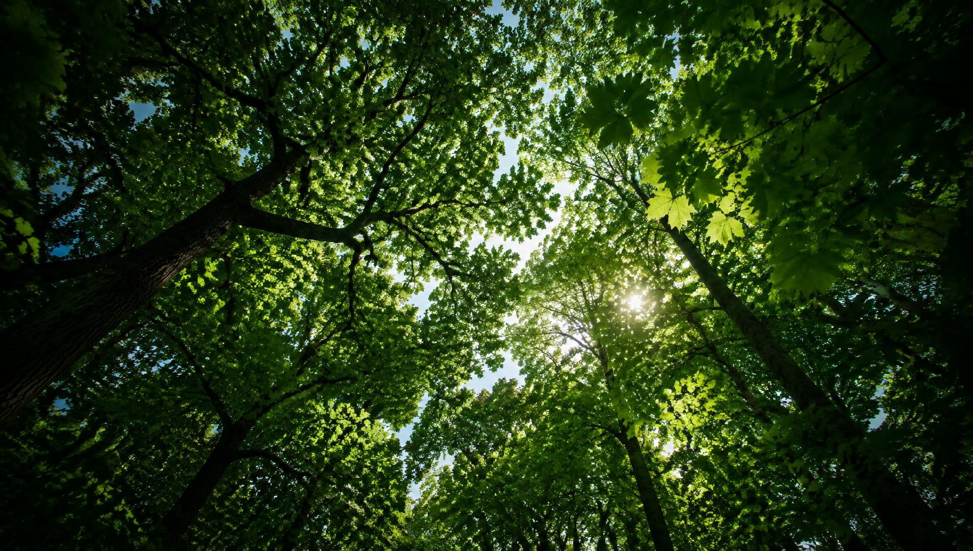 Sunlight filtering through a green tree canopy